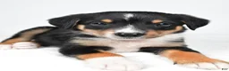 Mixed Breed dogs for sale: J.J - Ad 7