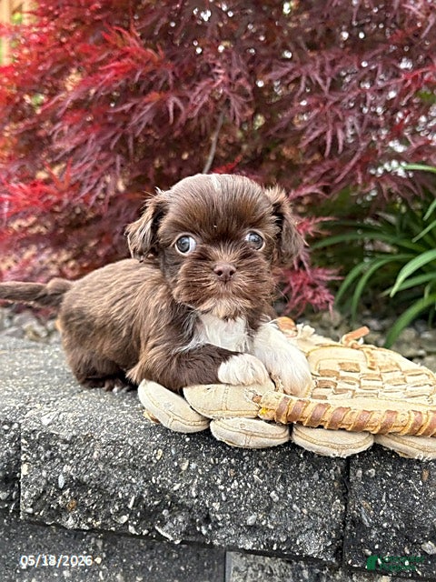 Shih Tzu dogs Hazelnut - Ad 1