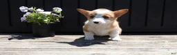 Welsh Corgi Pembroke dogs for sale: Savy - Ad 3