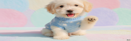Maltipoo dogs for sale: BEAR - Ad 1