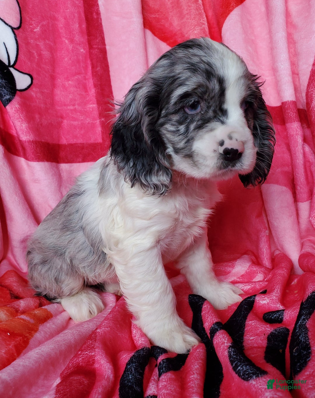 Cocker Spaniel dogs for sale: Harper - Ad 3