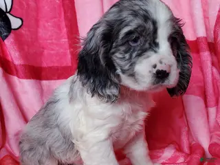 Cocker Spaniel dogs Harper - Ad 27