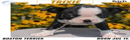 Boston Terrier dogs for sale: Trixie - Ad 1