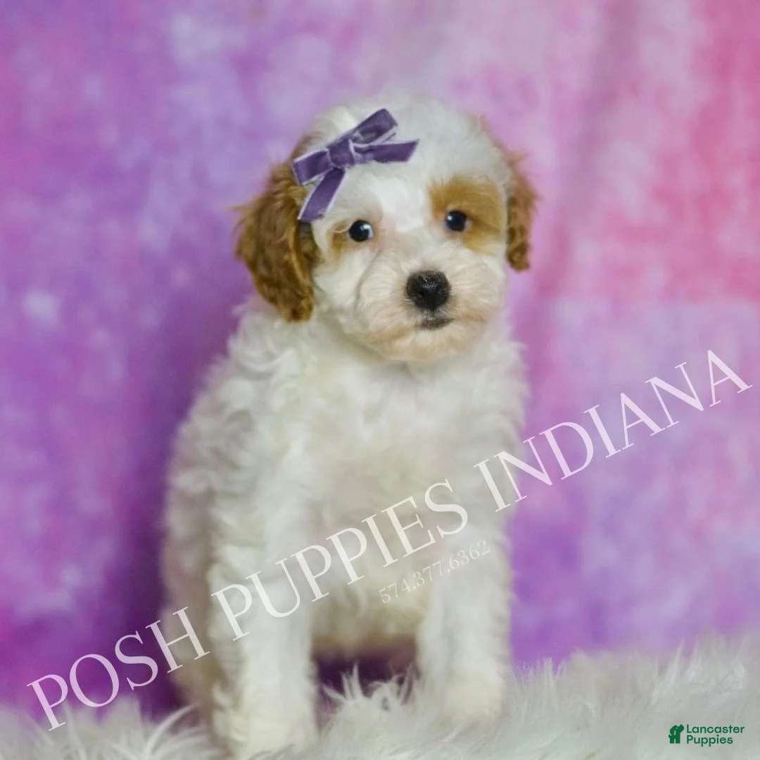 Standard Poodle dogs for sale: Sweetie - Ad 1