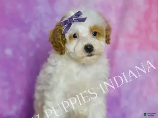 Standard Poodle dogs Sweetie - Ad 11