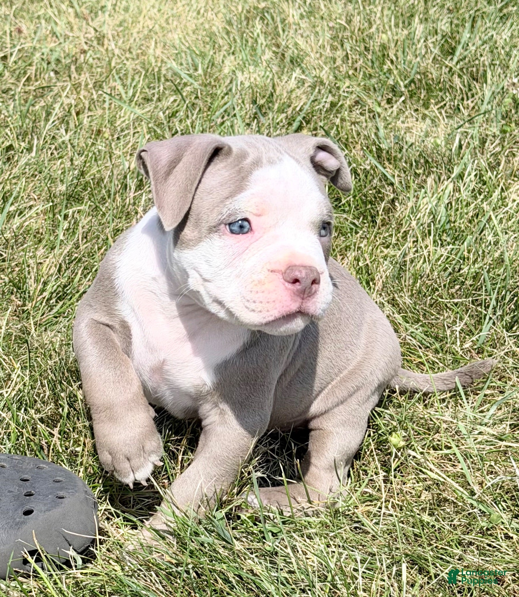 American Bully dogs American Bully 3 - Ad 7
