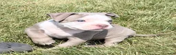 American Bully dogs for sale: American Bully 3 - Ad 3