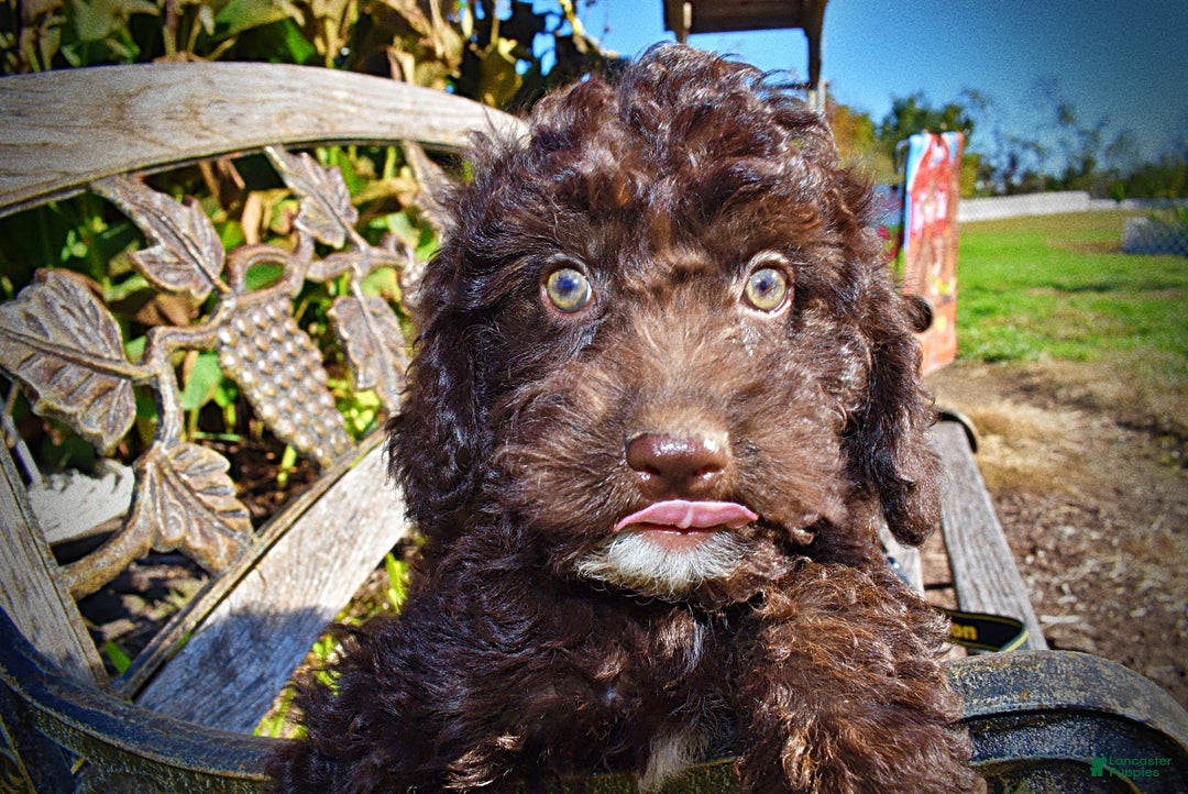 Havapoo dogs for sale: Iggy - Ad 4