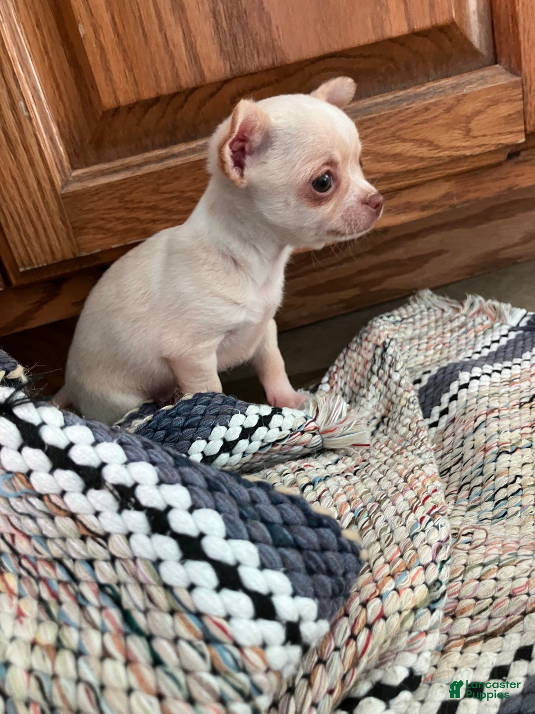 Chihuahua dogs for sale: Sneaky  - Ad 2
