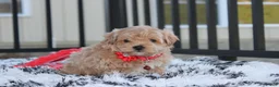 Maltipoo dogs for sale: Kirian  - Ad 4
