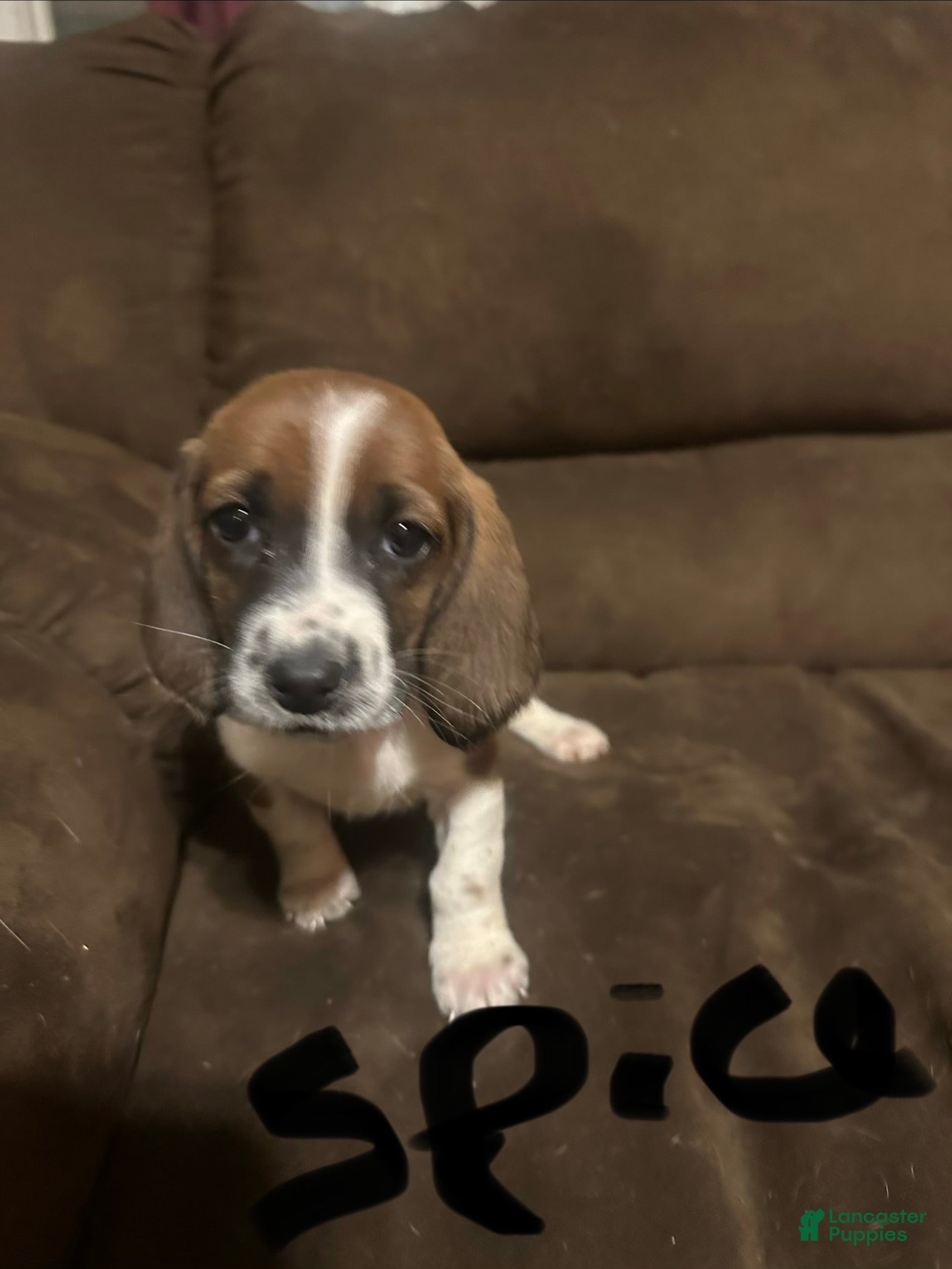 Basset Hound dogs Spice  - Ad 19