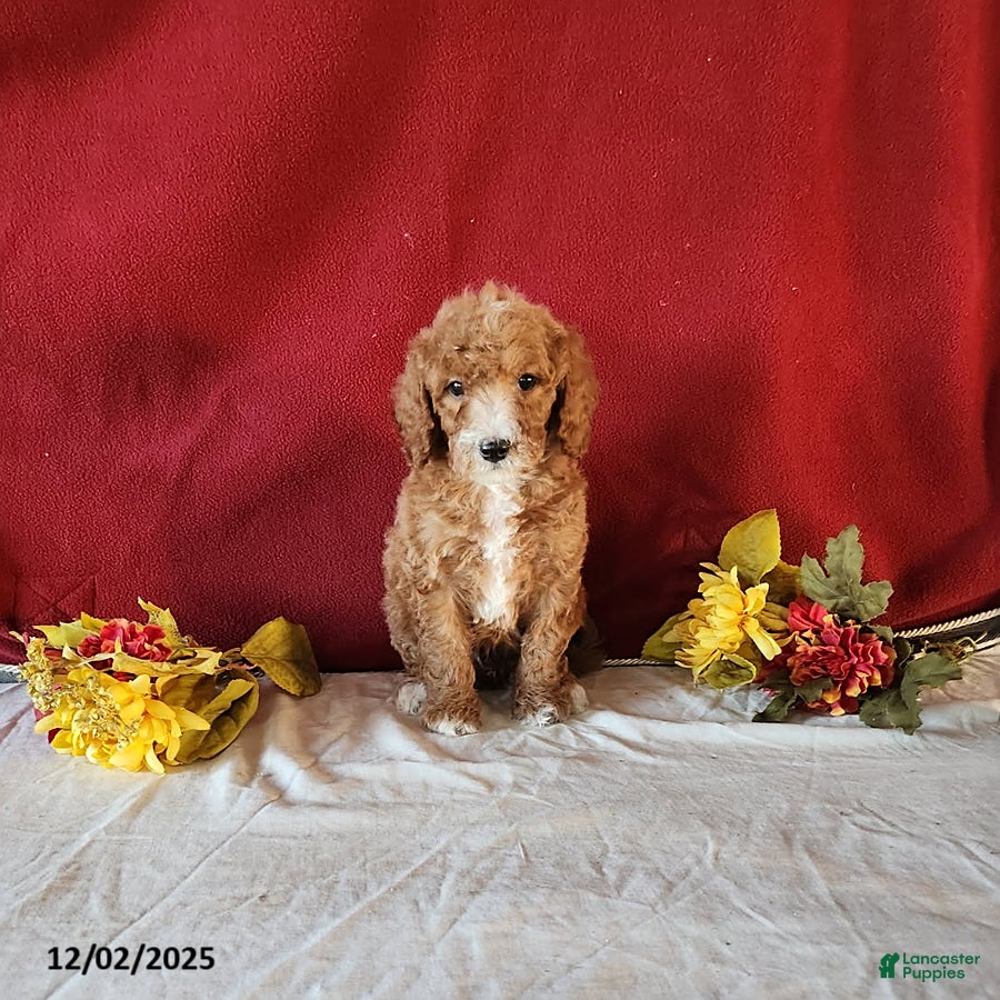 Mini Goldendoodle dogs Diamond - Ad 1