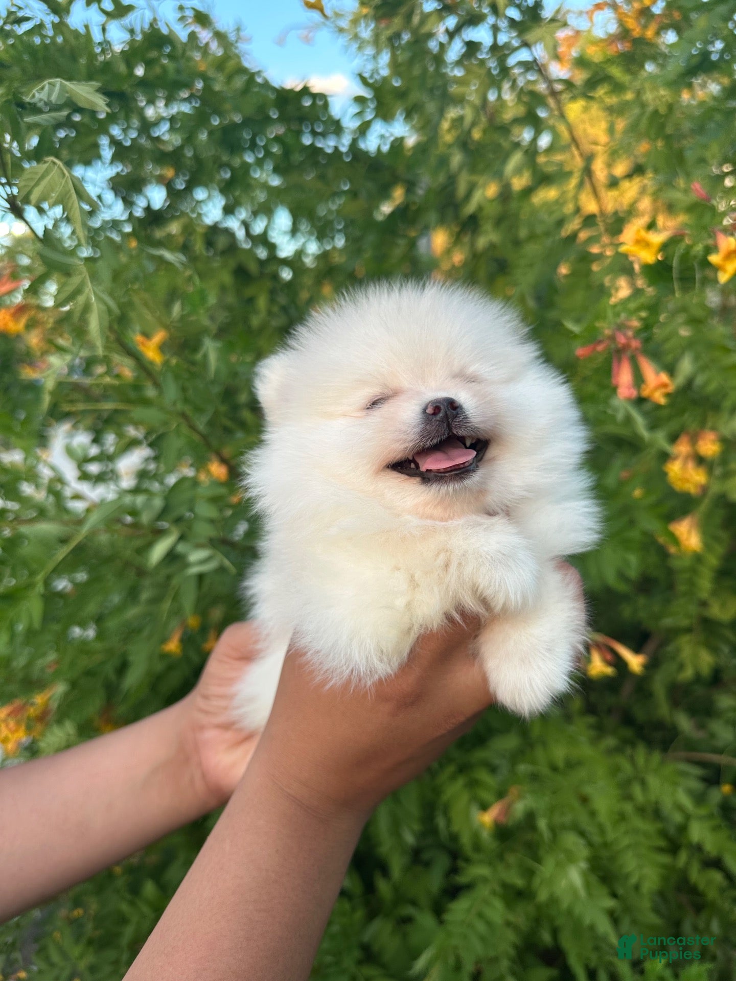 Pomeranian dogs Pomeranian 1 - Ad 1