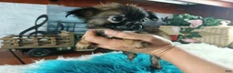 Chihuahua dogs for sale: Micro teacup long hair darker boy. Hand Delivery  - Ad 6