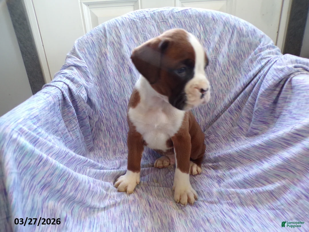 Boxer dogs for sale: Darcy - Ad 5