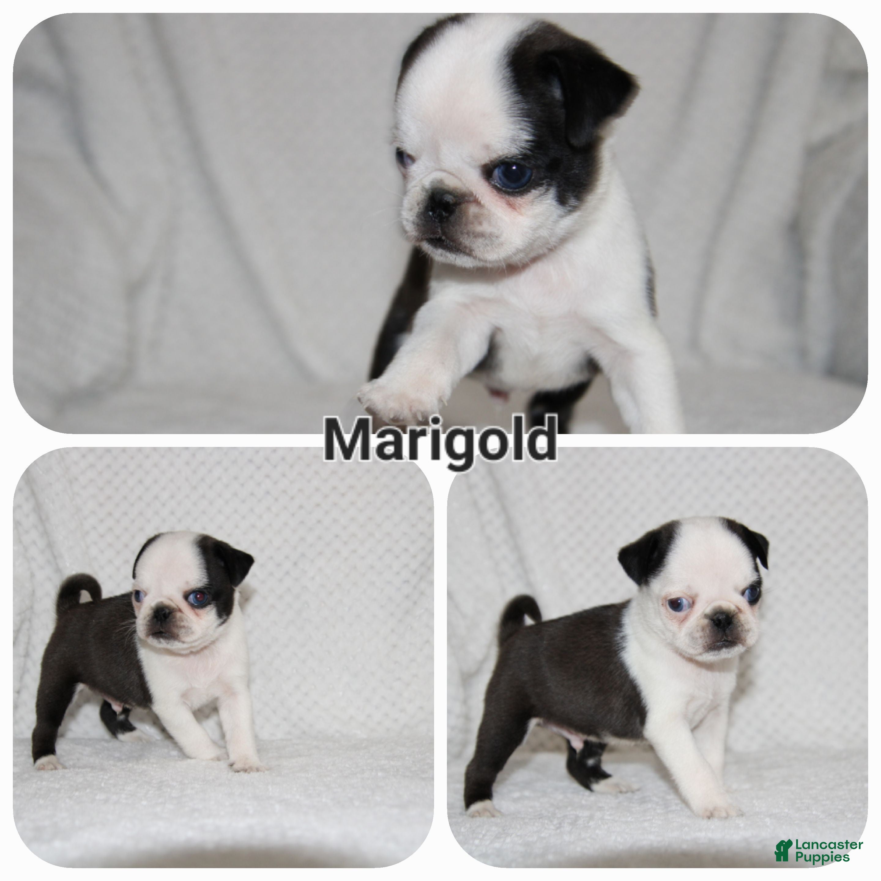 Pug dogs Marigold - Ad 19