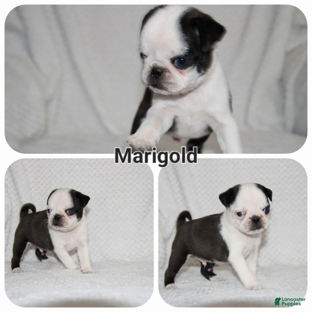 Pug dogs for sale: Marigold - Ad 1