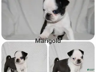 Pug dogs Marigold - Ad 19