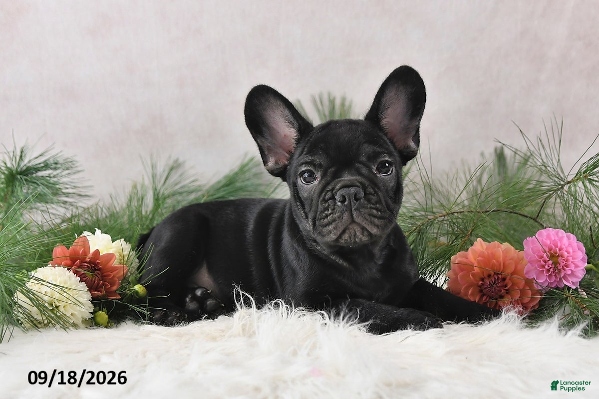 Frenchton dogs Marshal - Ad 1