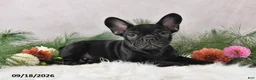 Frenchton dogs for sale: Marshal - Ad 1