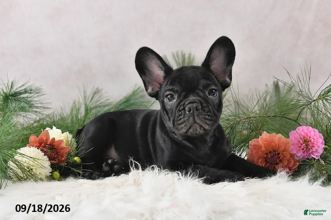Frenchton dogs for sale: Marshal - Ad 1