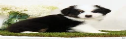 Miniature Australian Shepherd dogs for sale: Pluto - Ad 3