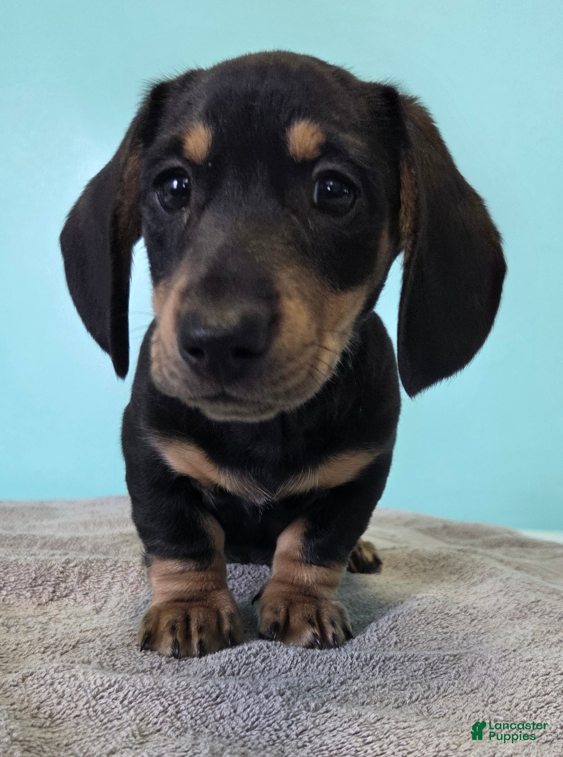 Miniature Dachshund dogs Fido - Ad 2