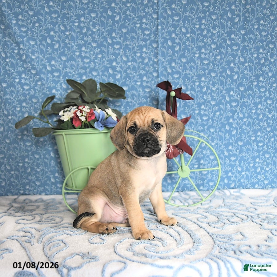 Puggle dogs Karlas - Ad 12