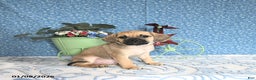 Puggle dogs for sale: Karlas - Ad 1