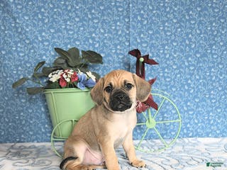 Puggle dogs Karlas - Ad 12