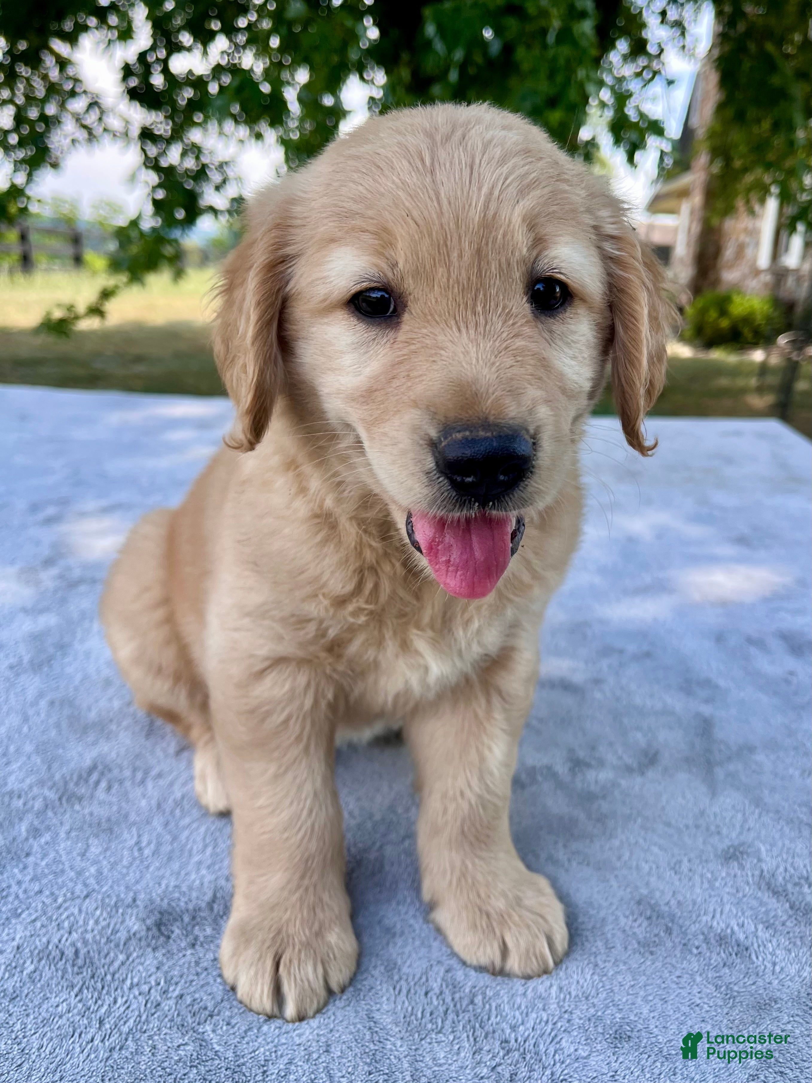 Golden Retriever dogs Darcy - Ad 2