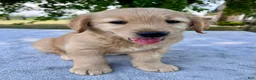 Golden Retriever dogs for sale: Darcy - Ad 2