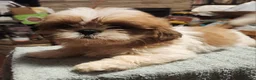 Shih Tzu dogs for sale: Tom - Ad 4