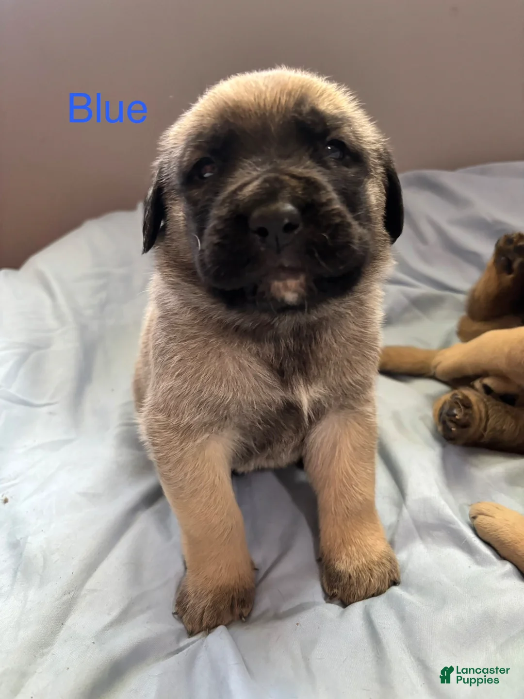English Mastiff dogs for sale: Blue - Ad 1