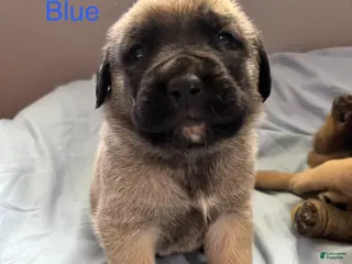 English Mastiff dogs Blue - Ad 9