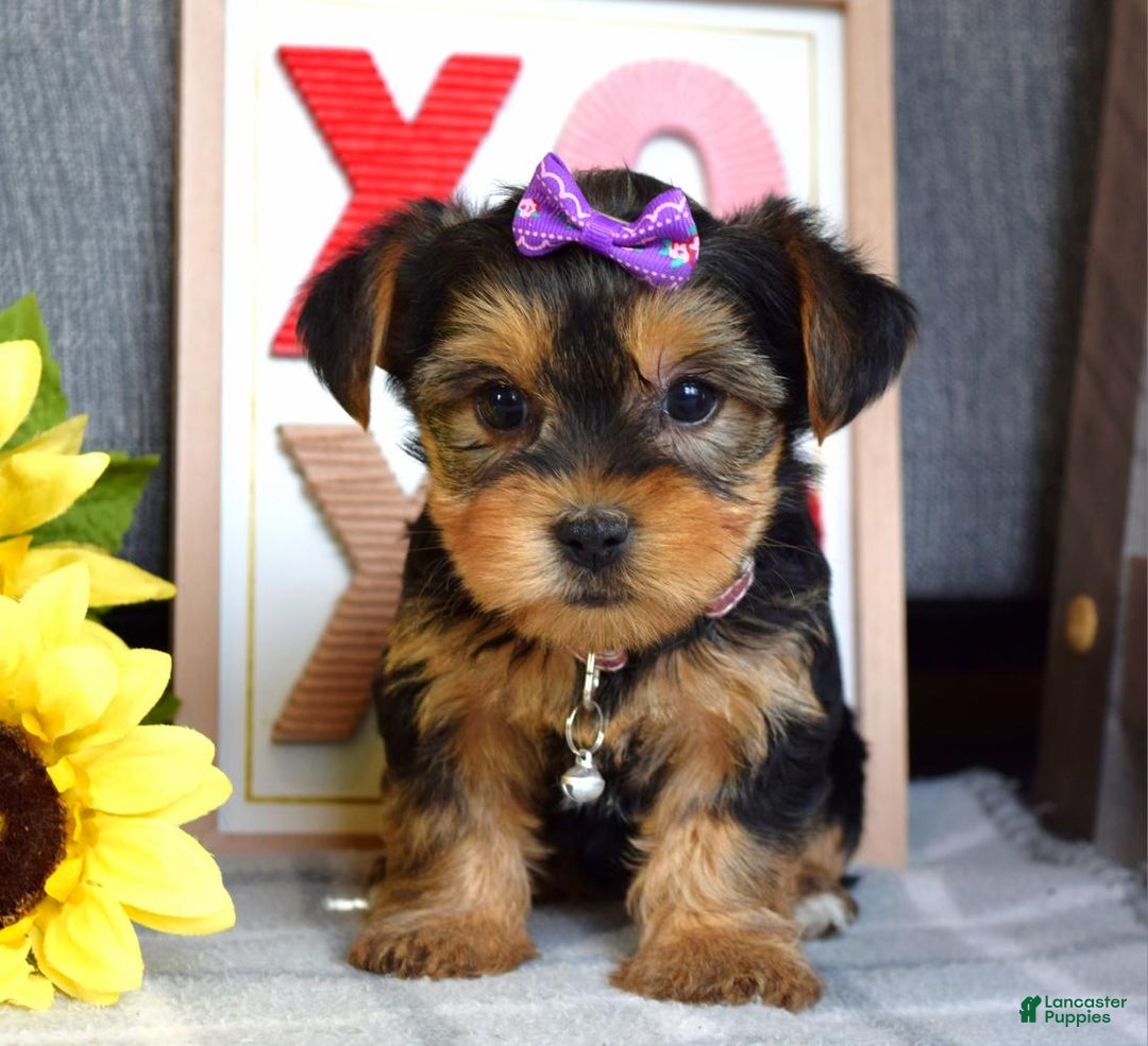 Yorkshire Terrier dogs for sale: Harper  - Ad 3