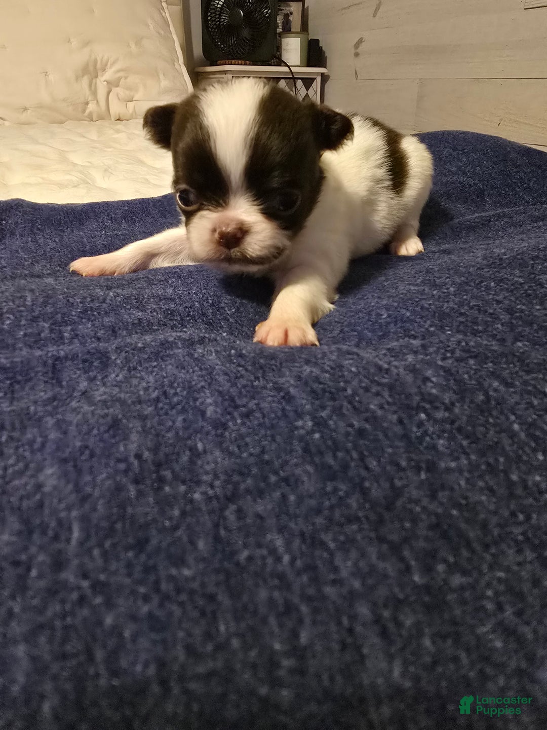 Chihuahua dogs for sale: Barney - Ad 5