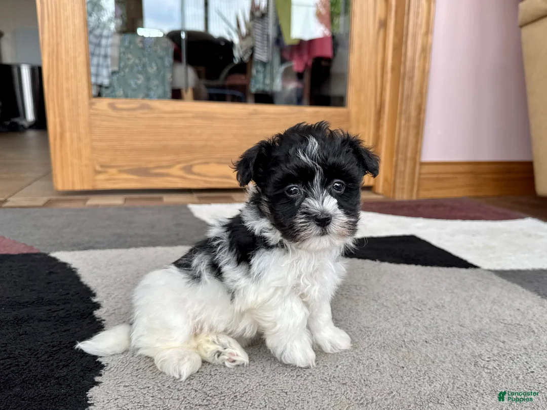Havanese dogs for sale: Jared - Ad 5