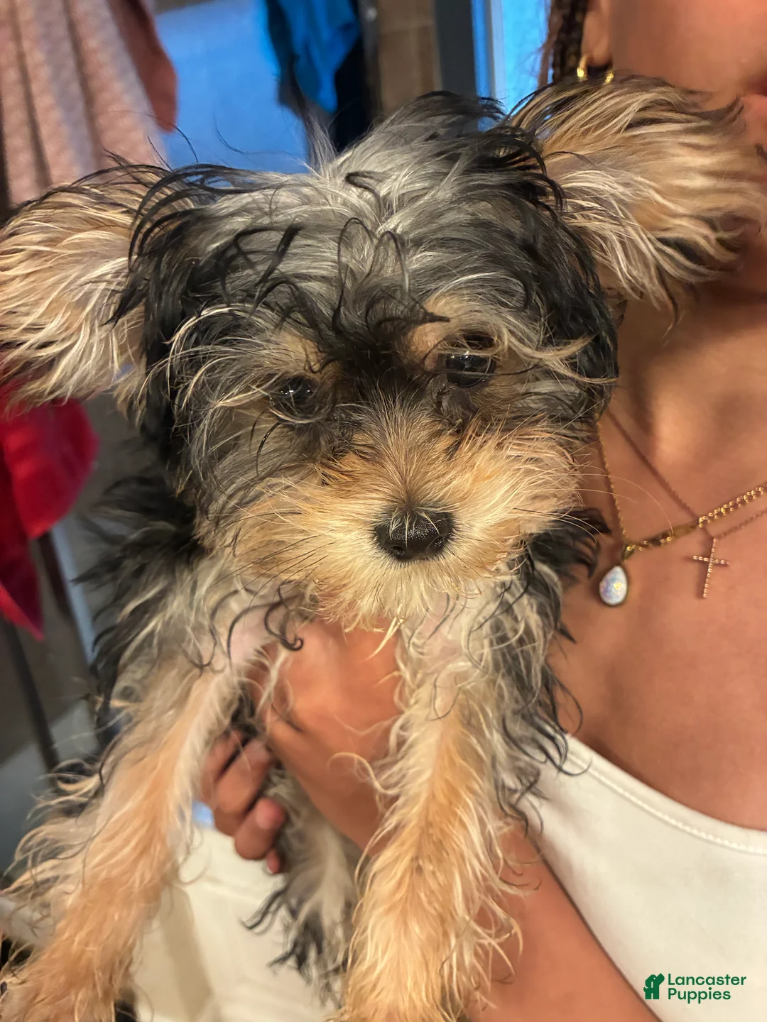 Yorkiepoo dogs for sale: Yorkiepoo Puppy 1 - Ad 1