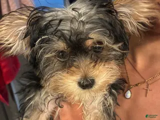 Yorkiepoo dogs Yorkiepoo Puppy 1 - Ad 20