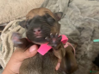 Mixed Breed dogs - Ad 22