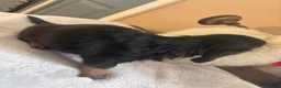 Dachshund dogs for sale: Fabio-Long Hair - Ad 3