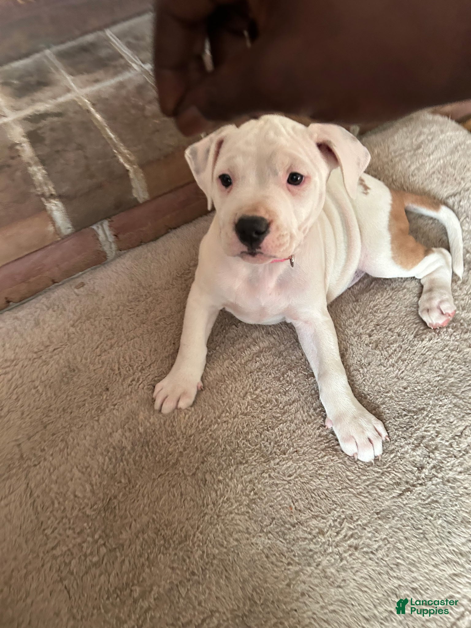 American Pit Bull Terrier dogs American Pit Bull Terrier 4 - Ad 37