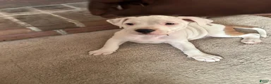 American Pit Bull Terrier 4