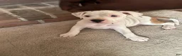 American Pit Bull Terrier dogs for sale: American Pit Bull Terrier 4 - Ad 1