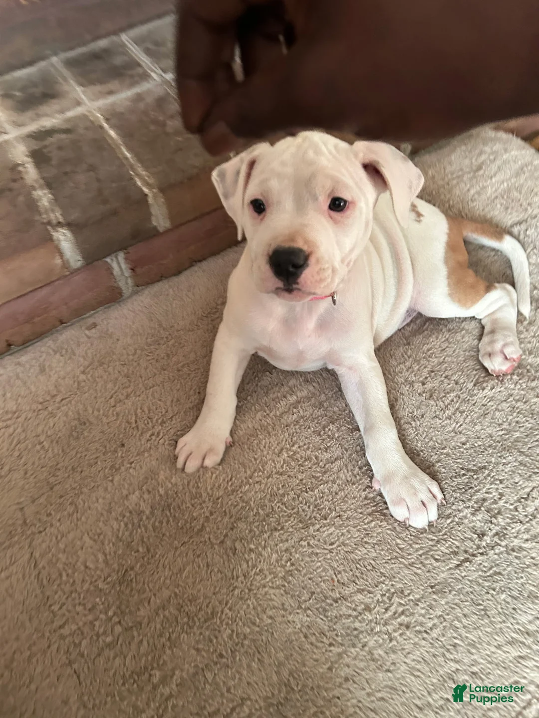American Pit Bull Terrier dogs for sale: American Pit Bull Terrier 4 - Ad 1