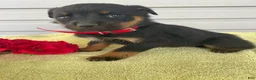 Rottweiler dogs for sale: Rover - Ad 2