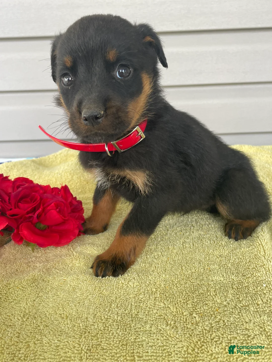 Rottweiler dogs for sale: Rover - Ad 2