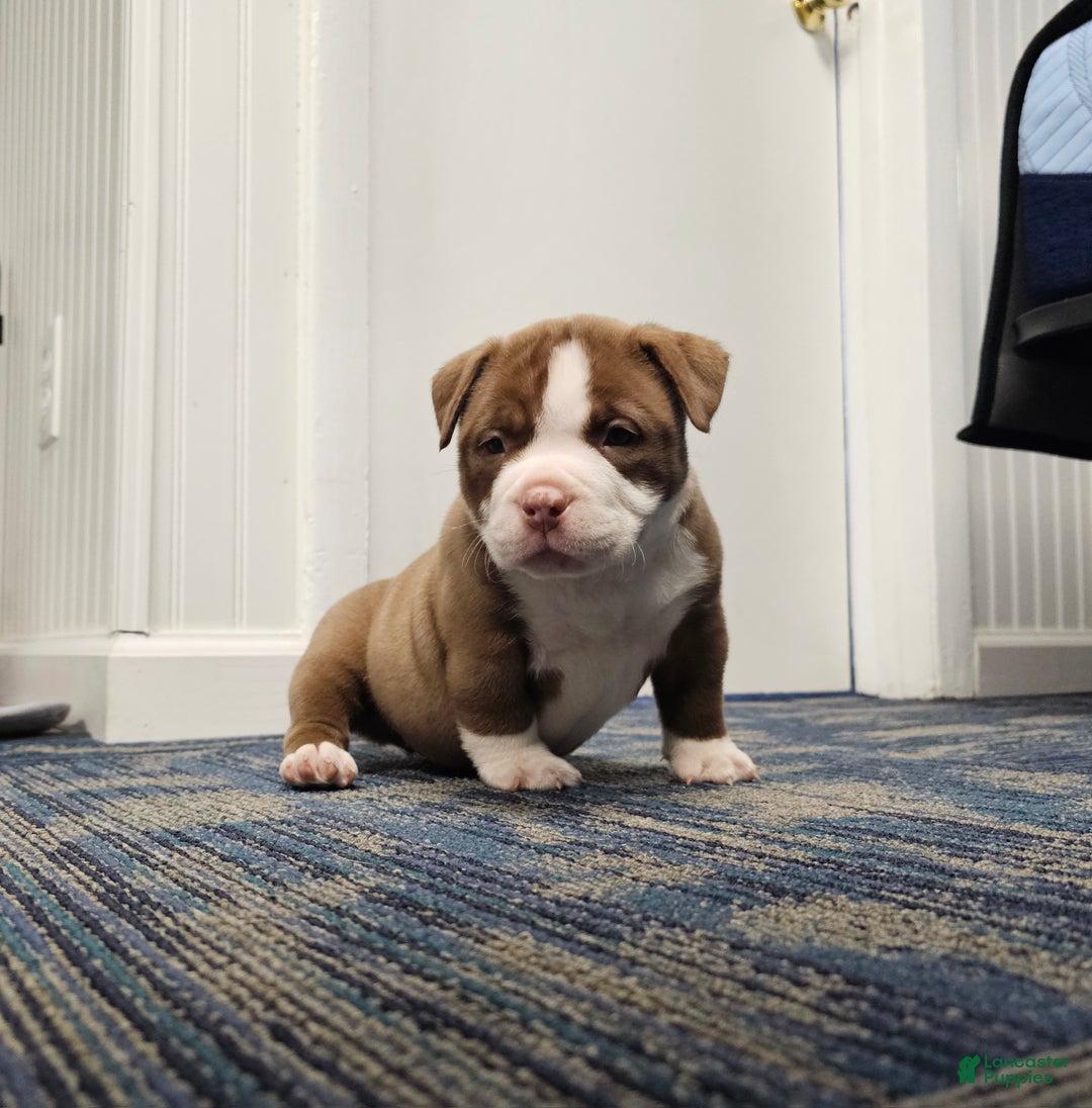 American Bully dogs for sale: American Bully Puppy 1 - Ad 3