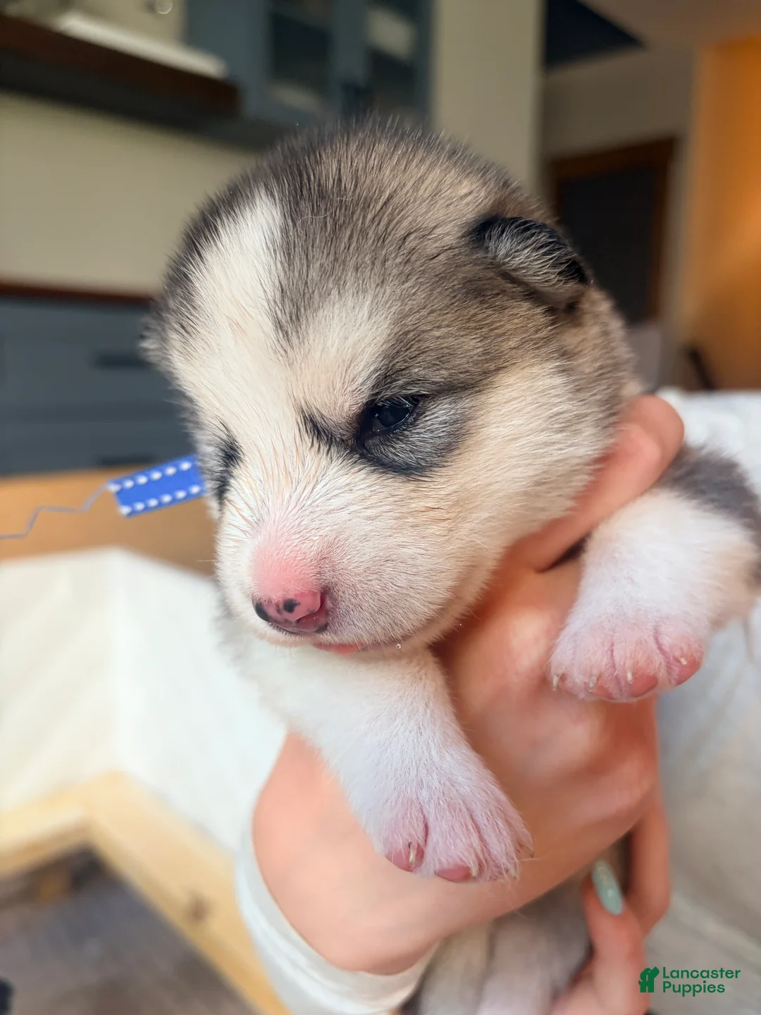 Mixed Breed dogs for sale: Miss Purple - Ad 2
